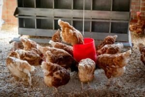Feed mill using baking soda in livestock diets