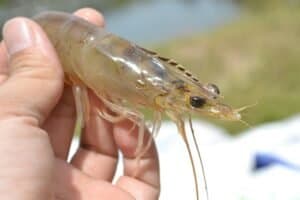 Shrimp farming pond treated with baking soda